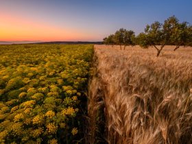 Ajloun Field Sunset