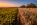 Ajloun Field Sunset