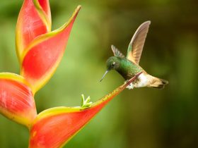 Buff-tailed coronet