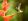 Buff-tailed coronet