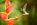 Buff-tailed coronet