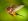 Birds_in_Flight#31