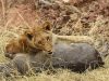 Lion Cub - Phinda