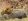 Lion Cub - Phinda