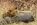 Lion Cub - Phinda