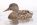 Mallard_Swimming_Quiet_J_Polak