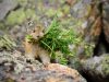 Pika with Grass Front