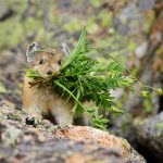 Pika with Grass Front