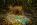 Satin bowerbird