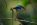 mot mot eating a lizard sharp i used single point autofocus